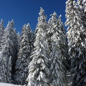 snow covered forest seen whilst snowshoeing along the Dereche in Morzine