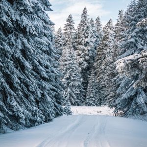 snowshoeing in Morzine trail through forest