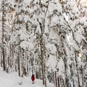 person snowshoeing in Morzine in tall tree forest