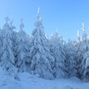 snow covered confier trees seen whilst snowshoeing on super morzine