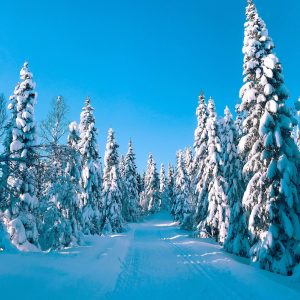 pristine alpine forest on sunny day seen from snowshoeing on super morzine