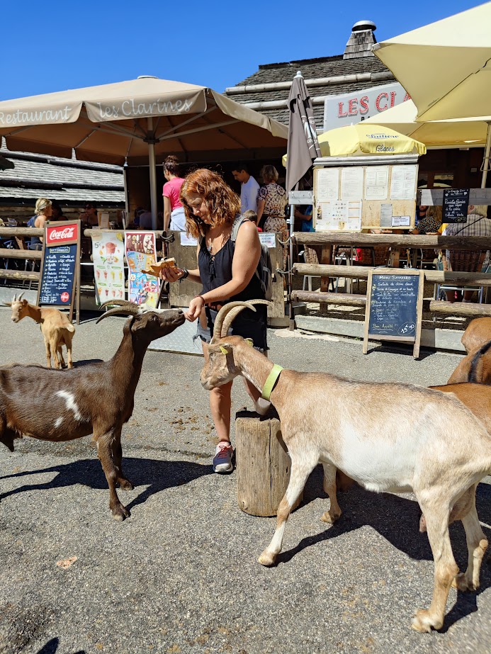 woman feeding goats in the goat village montriond