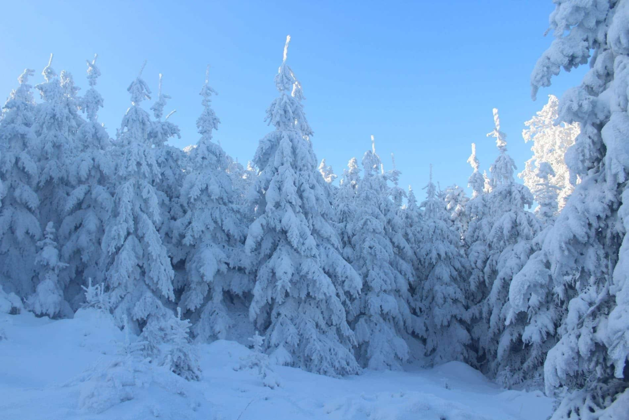 snow covered confier trees seen whilst snowshoeing on super morzine